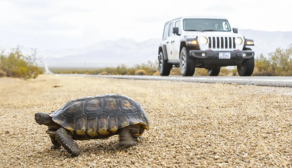 Seekor kura-kura berjalan menjauh dari jalan tepat di luar Kebakaran York di Cagar Alam Nasional Mojave pada Selasa, 1 Agustus 2023, di Nipton, California.   (AP Photo/Ty O'Neil)