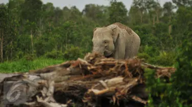 Seekor Gajah Sumatera (Elephas maximus sumatranus) yang didatangkan dari Pusat Latihan Gajah (PLG) Padang Sugihan mencari makan di Sebokor, Ogan Komering Ilir (OKI), Sumatra Selatan, Jumat (25/3). (Liputan6.com/Gempur M Surya)