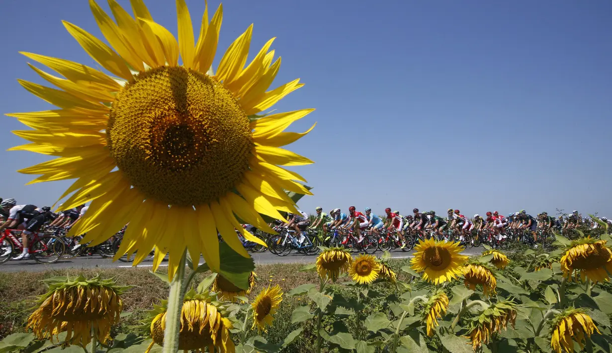 Deretan pebalap sedang berlomba di area pegunungan Pyrenees di Etappe 11 Tour de France yang berjarak 188 km (116.8 miles) di Pau menuju Cauterets di Prancis.  (15/7/2015). (REUTERS/Eric Gaillard)