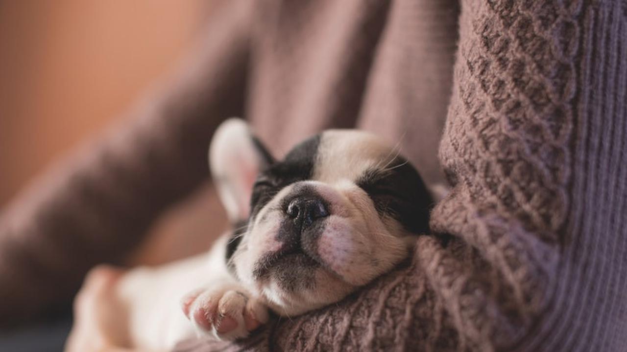 Ilustrasi hewan peliharaan