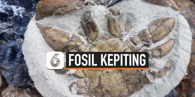 VIDEO: Penemuan Fosil Kepiting Berusia 12 Juta Tahun di Selandia Baru