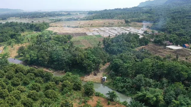Kementan Pastikan Optimasi Lahan Rawa Mineral Seluas 302 Ha di Banyuasin Siap Panen
