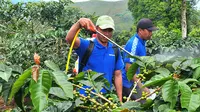 Revitalisasi Kebun Kopi Cikoneng, Target Tingkatkan Produktvitas hingga 120 Persen dan Sejahterakan Petani, Bogor (10/6/2024). Foto: Liputan6.com/Ade Nasihudin.