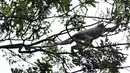 Monyet Surili Jawa (Presbytis Comata) mencari makan di pepohonan Taman Nasional Gunung Halimun Salak (TNGHS), Jawa Barat, Sabtu (5/1). Surili memiliki panjang ekor berkisar antara 560-720 mm dan berat tubuh rata-rata 6,5 Kg. (Merdeka.com/Iqbal Nugroho)