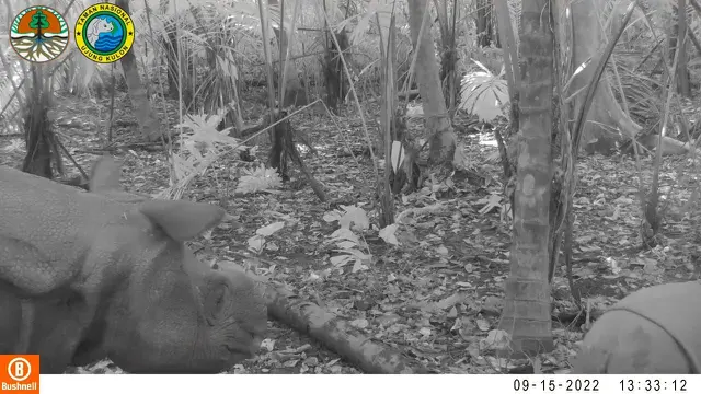 2 Anak Badak Jawa Terekam Lahir di Ujung Kulon, Salah Satunya Dinamai LordZac