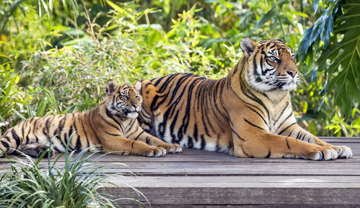 Gambar yang dirilis pada 29 Juli 2019, harimau Sumatera, Kartika dengan satu dari tiga anaknya yang berumur tujuh bulan, di Kebun Binatang Taronga, Sydney. Ada sekitar 380 harimau Sumatera di alam liar saat ini dan merupakan salah satu satwa yang terancam punah. (RICK STEVENS/ARONGA ZOO/AFP)