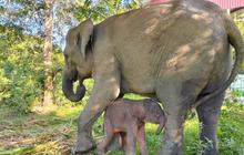 Kabar Gembira! Kelahiran Anak Gajah Way Kambas Sukses, Harapan Baru Pelestarian Sumatera