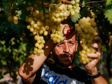 Petani memanen buah anggur di sebuah pertanian di Kota Gaza, Palestina, Selasa (6/8/2019). Bertani merupakan mata pencaharian utama penduduk Palestina, termasuk di Gaza. (Mohammed ABED/AFP)