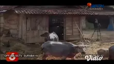 Ratusan kerbau berpawai dengan penggembala dan pemiliknya di jalan raya, dalam Tradisi Gumbregan Maheso di Kecamatan Widodaren, Kabupaten Ngawi. Sekitar 500 kerbau diarak dari hutan menuju lapangan desa setempat, hingga mandi di sungai dan pulang ke ...