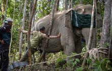 FOTO: Kalung GPS untuk Gajah Liar, Langkah Kecil untuk Menyelamatkan Gajah Sumatera