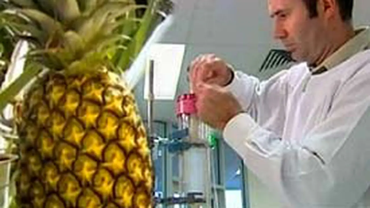 290805cLnNanas.jpg