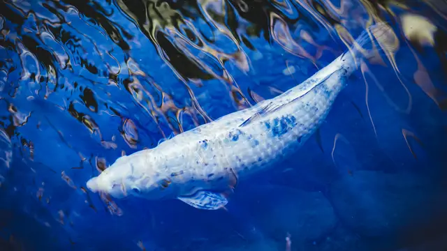 ilustrasi ikan putih