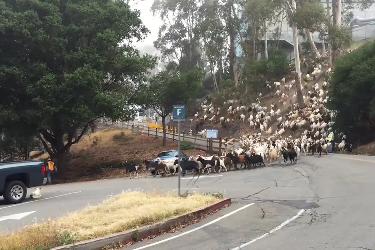 Serbuan Ratusan Kambing di Berkeley 