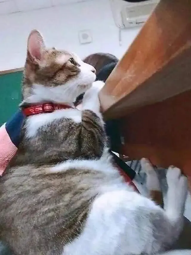 10 Kelakuan Kocak Kucing Bila Sedang di Dalam Kelas, Bikin Ketawa