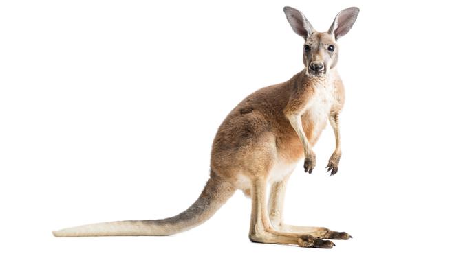 Ilustrasi kanguru (iStockphoto)