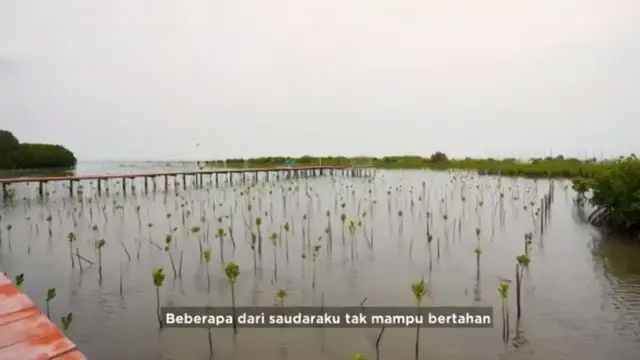 171 Ribu Hektare Kawasan Mangrove Indonesia dalam Kondisi Memprihatinkan