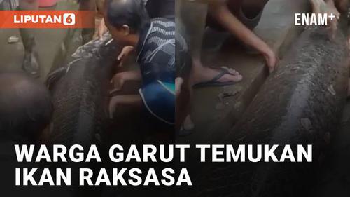 VIDEO: Bikin Heboh, Warga Garut Temukan Ikan Raksasa Terdampar Setelah Banjir