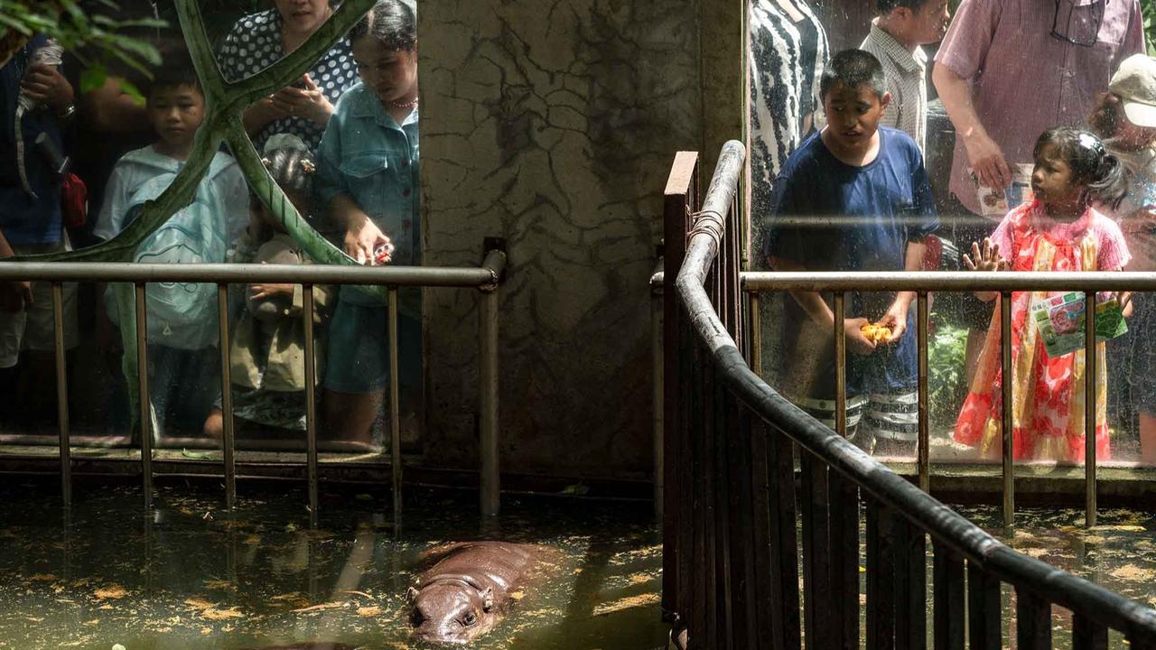 FOTO: Moo Deng Si Kuda Nil Kerdil Viral Rayakan Ulang Tahun Pertama, Simbol Harapan Spesies Terancam Punah
