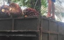 Bentuk Subholding PalmCo dan SupportingCo , PTPN III Ingin Indonesia Lepas Jeratan Impor Pangan