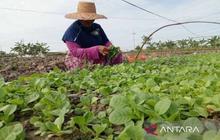 Bantuan Pupuk Petani Tembakau Pamekasan: Upaya Ringankan Beban Produksi