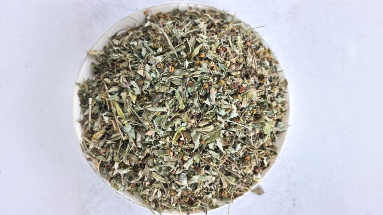 Manfaat Ajaib Daun Meniran Kering bagi Kesehatan, Obat Herbal Alami untuk Asam Urat Hingga Batu Ginjal