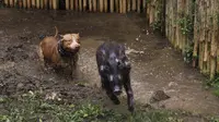 Setiap pagi di akhir pekan, sejumlah orang selalu ikut pentas Ngadu Dugong untuk melatih anjing pemburu agar tak gentar hadapi babi hutan. (Liputan6.com/Huyogo Simbolon).