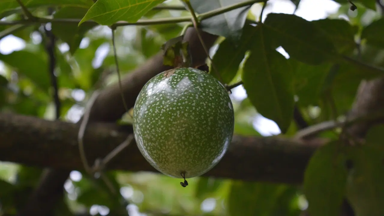 Buah Markisa