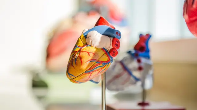 Ilustrasi jantung, sistem peredaran darah, organ tubuh