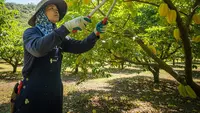 Cara Memangkas Pohon Belimbing agar Cepat Berbuah dan Panen Melimpah