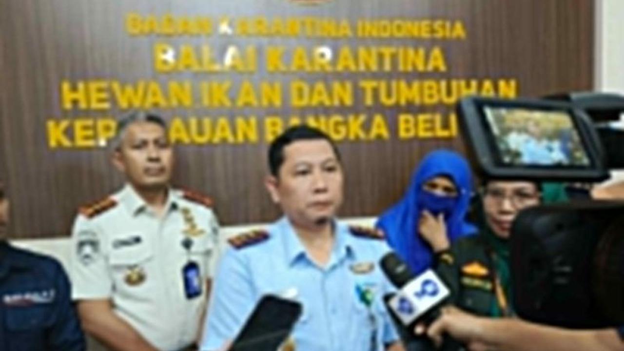 Pencegahan Virus Nipah: BKK Pangkalpinang Perketat Pengawasan di Pintu Masuk Wilayah