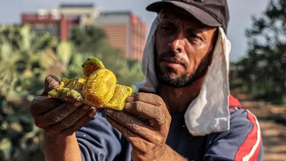 7 Khasiat Kaktus untuk Kesehatan yang Jarang Diketahui, Sumber Nutrisi dan Antioksidan Alami