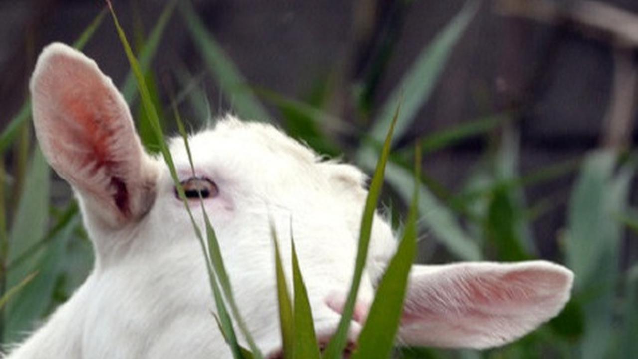 Ilustrasi kambing