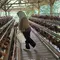Nahtadia Ubah Nasib Lewat Usaha Ayam Petelur