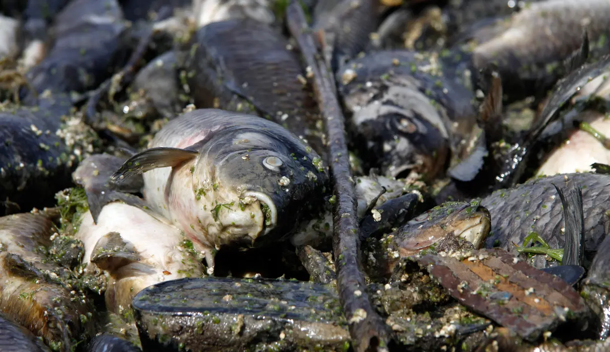 Kondisi ikan mas yang ditemukan mati mengapung di atas permukaan Sungai Eufrat dekat kota Sadat al Hindiya di Irak, Jumat (2/11). Belum diketahui penyebab ribuan ekor ikan mas yang diternak tersebut mati secara massal. (Haidar HAMDANI/AFP)