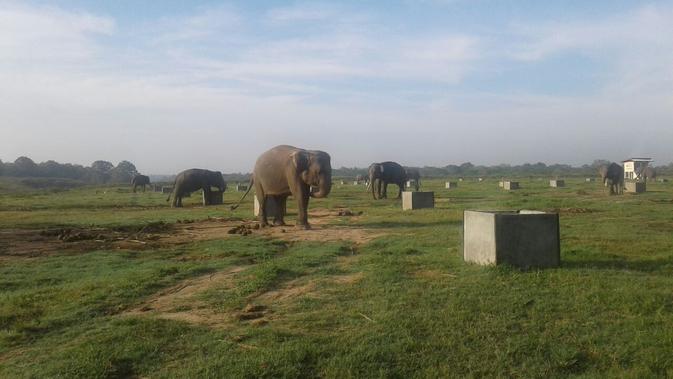 Menguak Misteri Kematian 11 Gajah Sumatera di Way Kambas: Pemicu Tragis Sejak 2020 hingga Agustus 2025