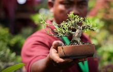 8 Alasan untuk Tidak Memelihara Pohon Bonsai di dalam Rumah, Salah Satunya Bawa Nasib Buruk?