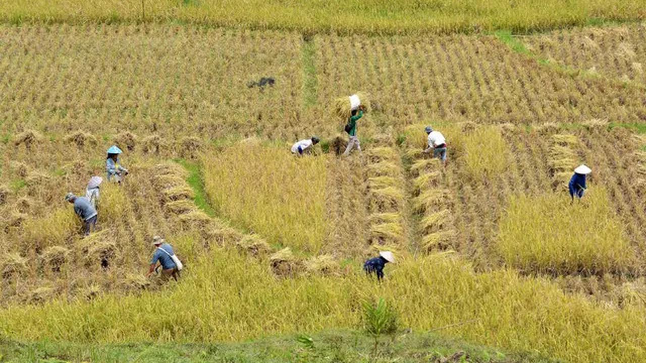Jakarta-Karawang Perkuat Kerja Sama Pangan: Pramono Anung Panen Padi Bareng Bupati Aep