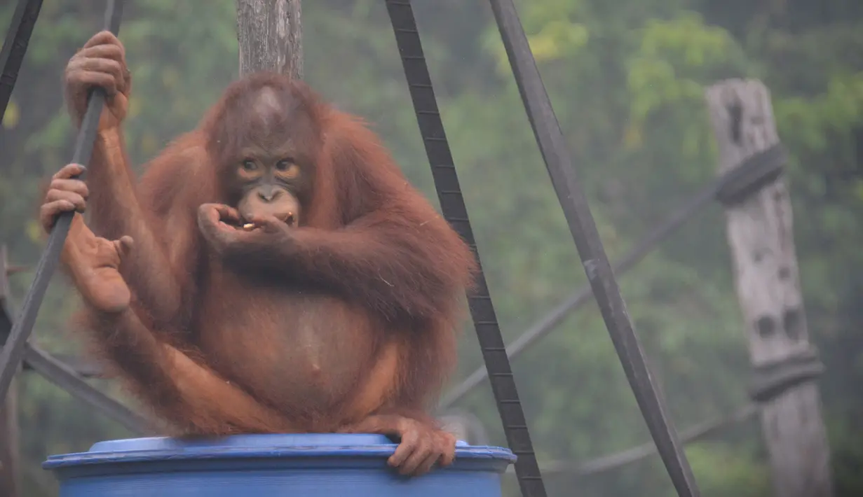 Aktivitas orangutan di pusat rehabilitasi Nyaru Menteng, Kalimantan Tengah, Selasa (17/9/2019). Belasan orangutan yang sedang direhabilitasi terserang infeksi saluran pernapasan akut (ISPA) akibat kabut asap dalam beberapa pekan terakhir. (Handout/Borneo Orangutan Survival Foundation/AFP)