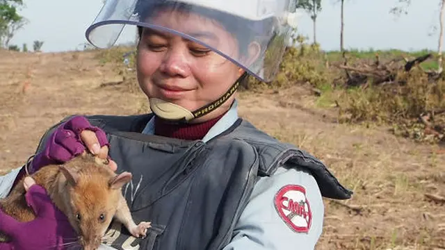 Selamatkan Ribuan Jiwa, Tikus Ini Diberi Penghargaan