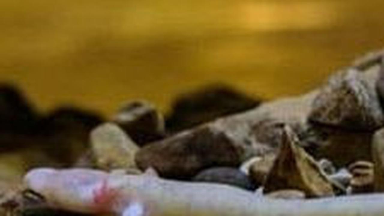 2. Olm atau Salamander<br>