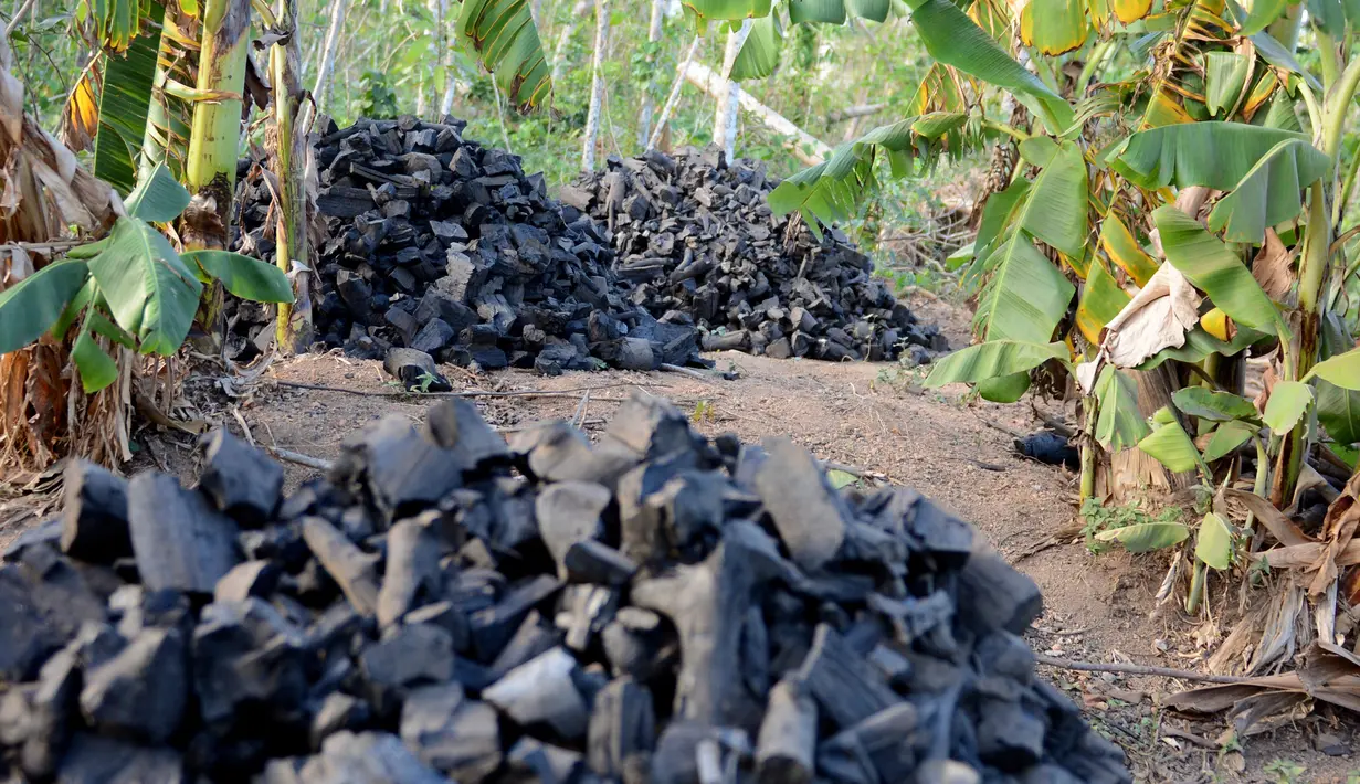 Tumpukan arang yang baru dibuat di atas dari Les Cayes, Haiti, (24/1).  Menteri Lingkungan Hidup Haiti akan membuat peraturan jaringan "hutan energi" yang menghasilkan kayu untuk arang dan kayu bakar. (AP/David McFadden)