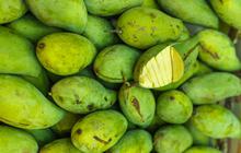 Program Unik Pertamina Patra Niaga Buat Petani Tetap Cuan di Tengah Penurunan Harga