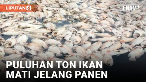 VIDEO: Siap Panen untuk Lebaran, Puluhan Ton Ikan di Boyolali Mati Mendadak