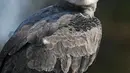 Mark, elang Harpy liar terlihat di Alta Floresta, Mato Grosso, Brasil, pada 28 Agustus 2021. Amazon, rumah bagi lebih dari tiga juta spesies, telah menyerap polusi dalam jumlah besar, karena emisi karbon dioksida telah melonjak hingga 50 persen dalam 50 tahun. (AFP/Carl De Souza)