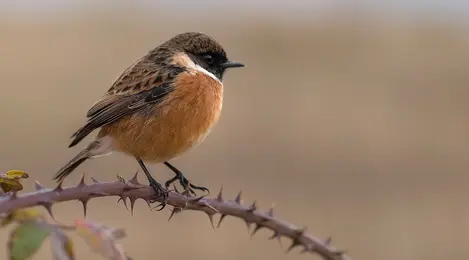 9 Arti Mimpi Menangkap Burung Yang Penuh Makna - Lifestyle Fimela.com