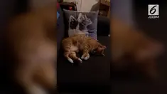Pemilik kucing dibuat panik tak karuan dan langsung menghubungi dokter hewan ketika melihat kucing kesayangannya seperti kejang-kejang.