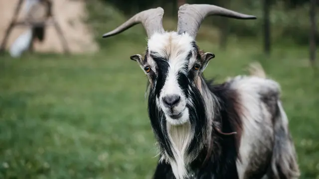 Ilustrasi Kambing (Photo by Krzysztof Kowalik on Unsplash)