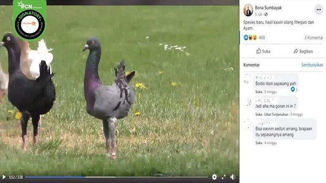 Gambar Tangkapan Layar Video Burung Merpati