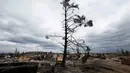 Sisa-sisa pohon yang hangus akibat kebakaran hutan di lingkungan Beacon Hill dari Fort McMurray, Alberta, Kanada, (9/5). Kebakaran ini menghanguskan 7.500 hektare lahan. (REUTERS/Chris Wattie)