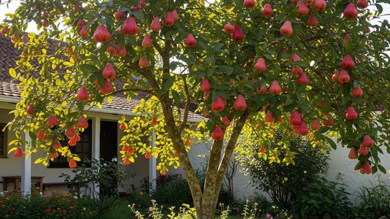 Bisa Jadi Peneduh Rumah! Ini 7 Buah yang Wajib Ditanam di Halaman